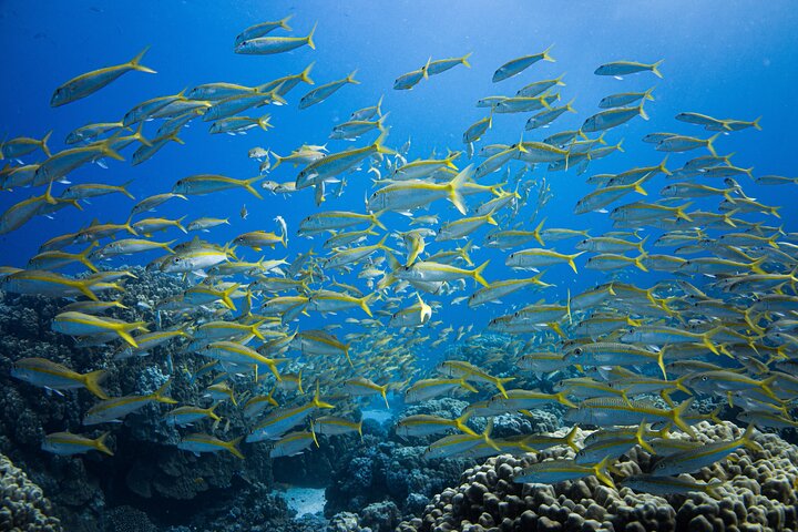 Sharm El Naga-dag Snorkelen vanuit Hurghada